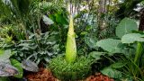A corpse flower not yet in bloom, surrounded by Brazilian plants.