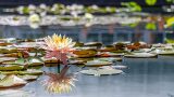 Photo of a water lily