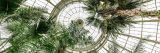 View looking up into the palm dome with the tops of palm trees in view.
