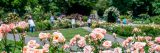 Photo of the Rose Garden