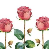 Illustration of roses