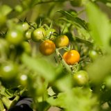 Tomatoes on a vine