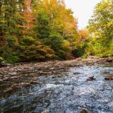 The Thain Forest and Bronx River in fall