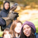 Photo of a raptor on a glove