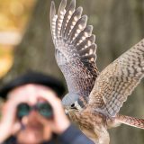 Photo of a bird of prey