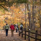 People walking through the Forest in fall.
