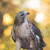 Photo of a red-tailed hawk