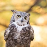 Photo of an owl