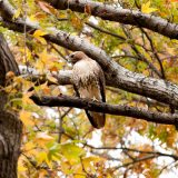 Photo of a red-tailed hawk