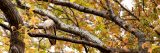 Photo of a red-tailed hawk