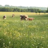 Photo of grazing cows