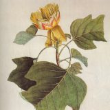 A color illustration of a Liriodendron.
