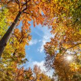 Photo of the forest canopy in fall