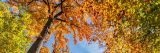 Photo of the tree canopy in fall