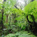 Photo of rainforest plants