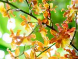 Close up of yellow and orange orchid