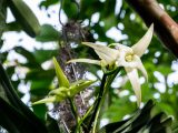 close up of a white orchid