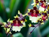 close up of a red, yellow, and purple orchid