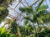 view of a palm tree fron and one of the orchid show super trees during the day with the conservatory overhead