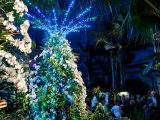 People looking at the Orchid Show super trees at night