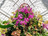 view looking up at bright pink and yellow orchids