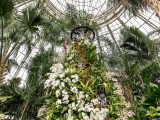 View looking up at white orchids along the super tree in the conservatory
