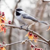 Photo of a bird