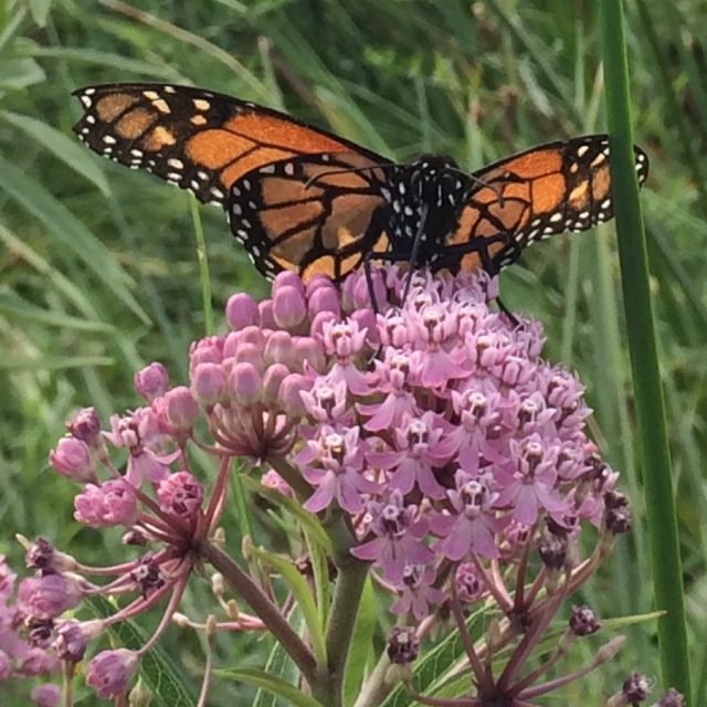 New York City EcoFlora New York Botanical Garden