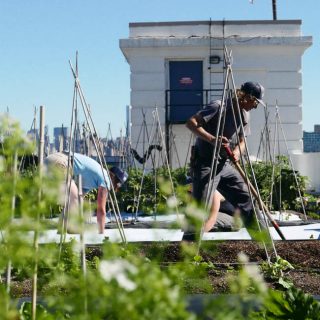 Photo of rooftop farmers