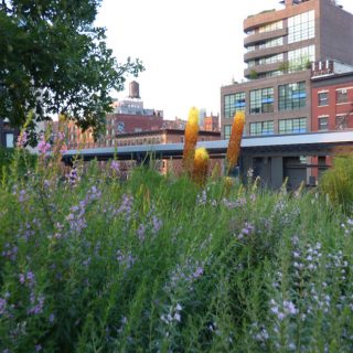 Photo of plants thriving on reclaimed land