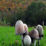 Mushrooms with fall foliage in the background