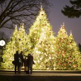 Photo of lit holiday trees