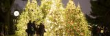 Photo of lit holiday trees