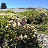 Diapensia flowers in bloom on a rocky cliff.