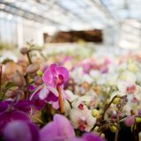 Orchids in bloom.