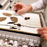 Photo of an herbarium specimen