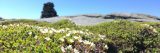 Photo of flowering plants on a hillside