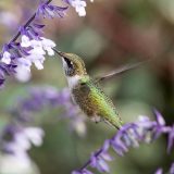 Close up of bright green hummingbird at light purple flowers
