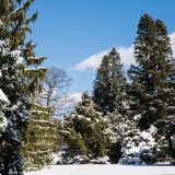 snow covered ground with winter trees and blue sky