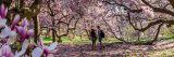 A couple walking among blooming magnolia trees in spring.