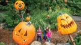 Photo of the Spooky Pumpkin Garden