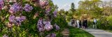 A group of people touring the Burn Family Lilac Collection