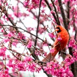 Red bird with black on its face sitting in tree with pink flowers