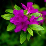 Close up of bright purple flower with green leaves