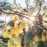 Photo: Winter Wonderland Tree Tour