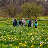 A group of people standing on Daffodil Hill.