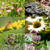 Photo collage of plants and animals