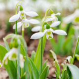 A number of green and white flowers, blooms facing the ground like bells, blooms in a winter environment