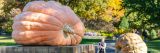 image of giant orange pumpkin on wooden box