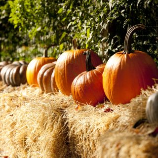 orange pumpkins lined up on haybales